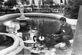 Aves, cisnes en una pileta