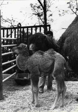 Nacimiento de camello en Zoológico