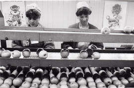 Trabajadores de Packing de exportación de manzanas