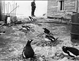 Aves, Pingüinos anidando