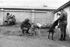 Tres carabineros en un patio, amarrando a tres perros de la institución