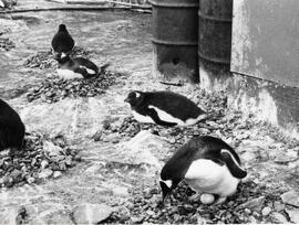 Aves, Pingüinos anidando