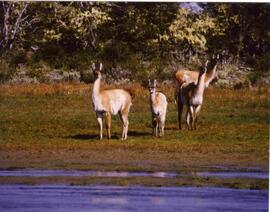 Animales captados en programa de televisión: Al sur del Mundo