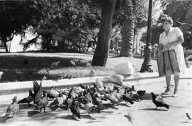 Aves, Palomas alimentadas por una mujer en una plaza